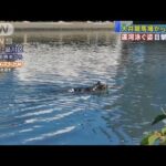 【競馬】オーストラリア競馬で珍事！出走予定馬が放馬しそのまま運河まで泳ぎに