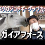 【競馬】ガイアフォースについての杉山調教師インタビュー　ガイアフォースが可愛すぎて話が入ってこないｗｗｗ