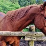 【競馬】お馬さんは匂いが強烈な食べ物でも食べるのは大丈夫？