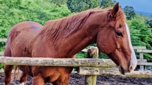 【競馬】お馬さんは匂いが強烈な食べ物でも食べるのは大丈夫？