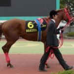 【競馬】スマートファルコン、ワンピースの「黄猿」だった