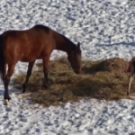 【競馬】先日放牧デビューしたまめちゃんがヌイグルミみたいに可愛い