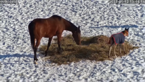 【競馬】先日放牧デビューしたまめちゃんがヌイグルミみたいに可愛い