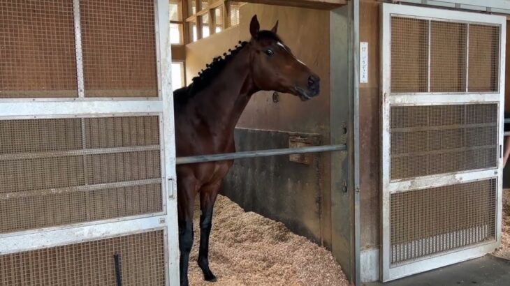 【競馬】ドウデュースの飯に食いつく速度ｗｗｗ