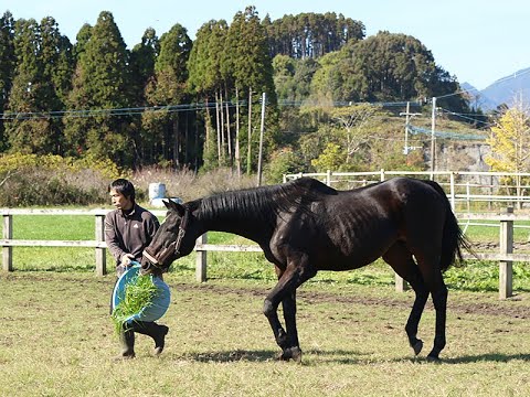 【小ネタ・画像】ツルマルツヨシの近況動画が公開！　他ウマ娘小ネタまとめ