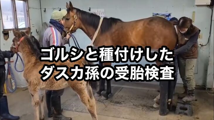 【競馬】ダスカ孫のスカーレットテイルがゴールドシップの仔を無事受胎