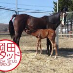 【競馬】タイトルホルダー、メロディーレーンの母『メーヴェ』が無事に出産