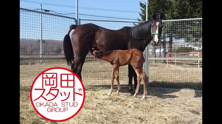 【競馬】タイトルホルダー、メロディーレーンの母『メーヴェ』が無事に出産