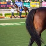 【競馬】競走馬の怪我のしやすさは血統の問題もあるのかな