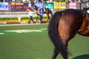 【競馬】パドックって何を見ているの？解説を聞いても分からない