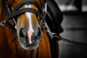 【競馬】お鼻とお口をフリフリしてるお馬さんの様子が可愛すぎる！