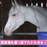 【競馬】ソダシのプライベート映像が公開！甘えててめっちゃ可愛い！