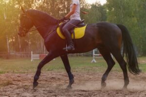 【競馬】乗馬に向けてダイエットチャレンジするトレーナーさん！頑張れ！