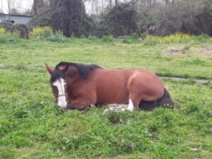 競馬馬は小刻みに寝るけど合計の睡眠時間はとても短い