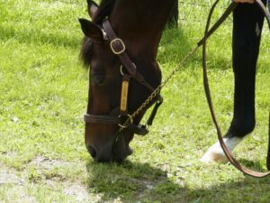 【競馬】冠名で勘違いしてしまうことがある話について