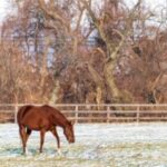 競馬栗毛の馬は大人しい馬が多い印象があるのだけど