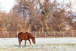 【競馬】お馬さんの好物についてもいろんな話が出ているよね