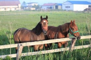 【競馬】名前が短い馬名ってシンプルでカッコいいと思う！