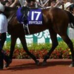 【競馬】ナカヤマフェスタが種牡馬を引退、うらかわ優駿ビレッジAERUにて余生を過ごすことに