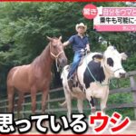 【競馬】ウェールズの競馬場に牛の大群が出現