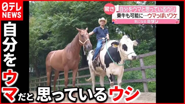 【競馬】ウェールズの競馬場に牛の大群が出現