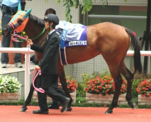 【訃報】カワカミプリンセスが20歳で死去。起立不能となり亡くなったと発表される