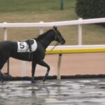 【競馬】この馬、お利口すぎる！見てると元気出る