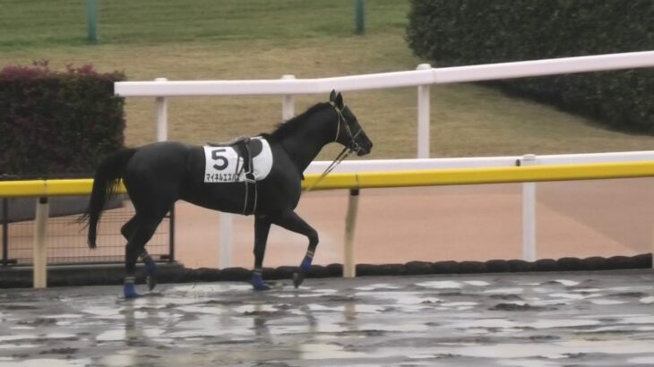 【競馬】この馬、お利口すぎる！見てると元気出る