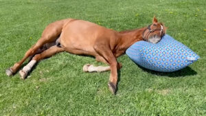 【競馬】お馬さんのことを調べているといつの間にかお気に入りの動画とかあるよね