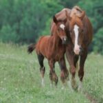 【競馬】生まれたばかりのお馬さんがふわふわ可愛い