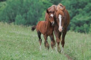 【競馬】生まれたばかりのお馬さんがふわふわ可愛い