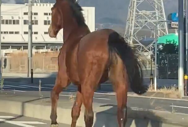 神奈川県で馬が牧場から逃げ出す　40分後に無事保護される