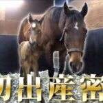 【競馬】アーモンドアイの初仔の馬名が『アロンズロッド』に決定！