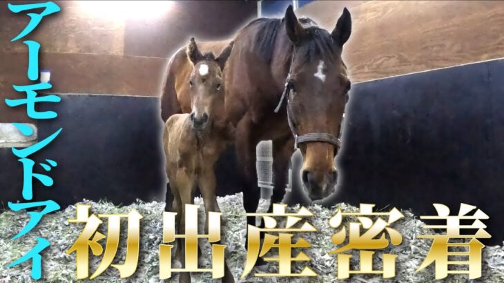 【競馬】アーモンドアイの初仔の馬名が『アロンズロッド』に決定！