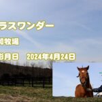 【競馬】グラスワンダーの近況動画が公開！元気そうだ