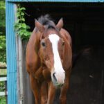 【競馬】メイショウの松本オーナー、ドトウに会いにきてたのか