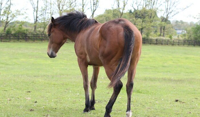 【競馬】まめちゃん、急成長してムッキムキになってる！　ウオッカ孫　ダスカ曾孫