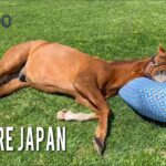 【競馬】ヴェルサイユリゾートファームさん、どんどんスケールがでかくなってる