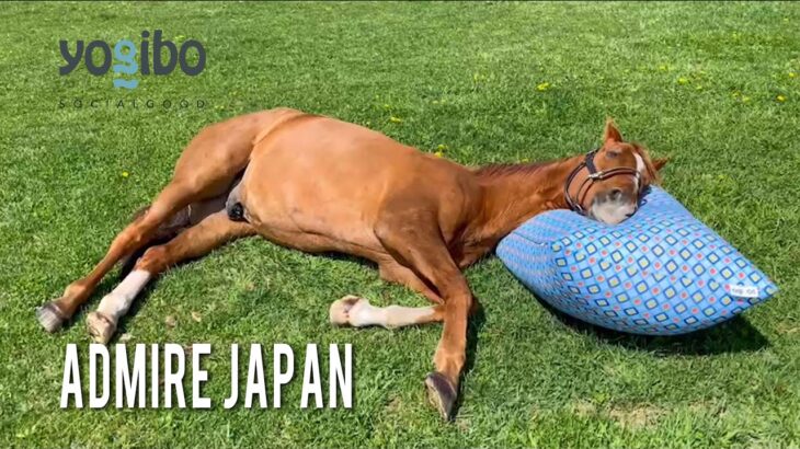 【競馬】ヴェルサイユリゾートファームさん、どんどんスケールがでかくなってる