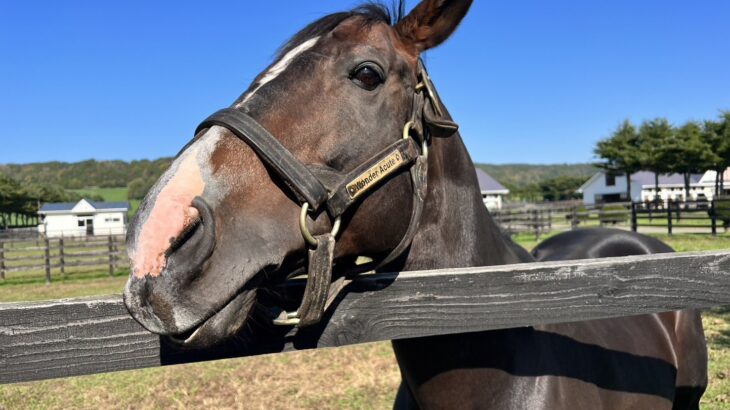 【競馬】ワンダーアキュートが功労馬としてヴェルサイユリゾートファームで過ごすことに！