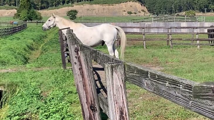 【競馬】ガックリしたヒシミラクル