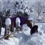 脱走した馬を戻そうとするお馬さんたち　賢いな