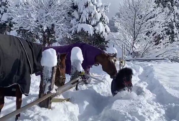 脱走した馬を戻そうとするお馬さんたち　賢いな