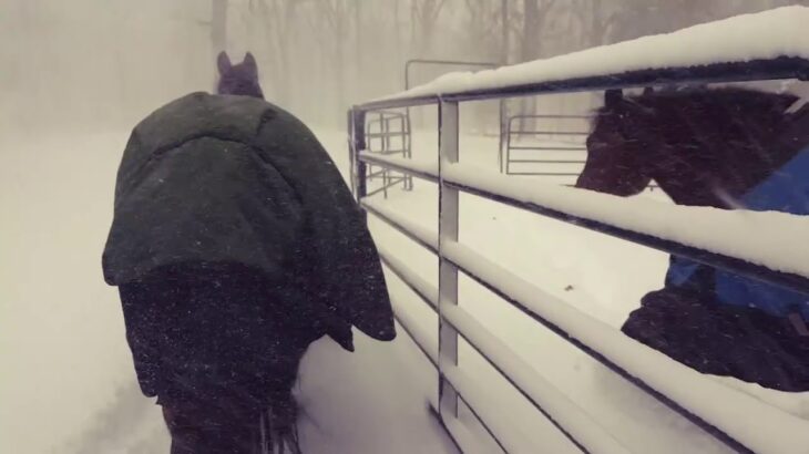 【競馬】京都競馬が大雪で開催中止！真っ白だ…