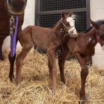 双子のお馬さんが産まれる