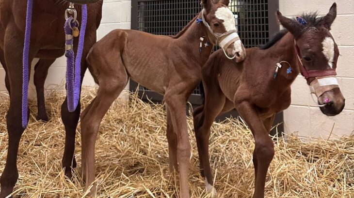 双子のお馬さんが産まれる