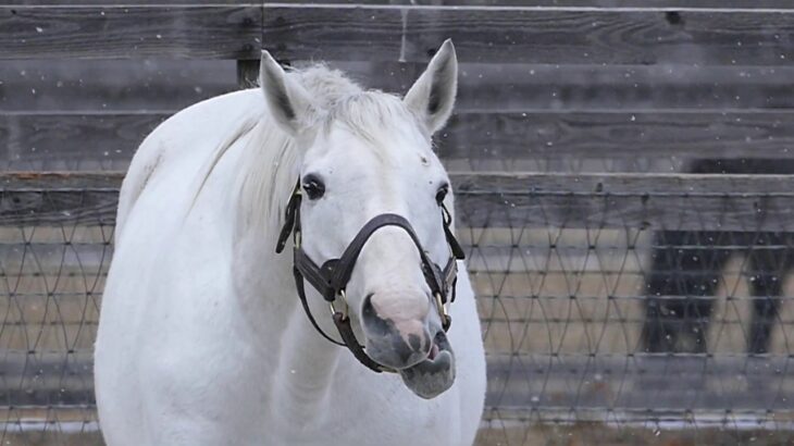 【競馬】「ほぼそれ」　これは間違いなくゴールドシップの血を引いてるというお馬さんが話題に