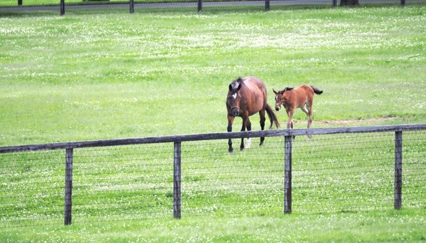 【ウマ娘】ジェンティルさん繁殖牝馬を引退かぁ