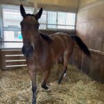 【競馬】まめちゃんこと『スティルアイライズ』が加藤和宏厩舎へ入厩