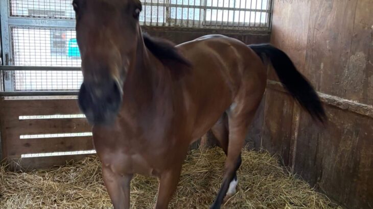 【競馬】まめちゃんこと『スティルアイライズ』が加藤和宏厩舎へ入厩